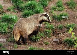 Attēlu rezultāti vaicājumam “Meles meles”