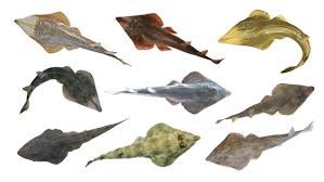 Image result for Pseudobatos lentiginosus