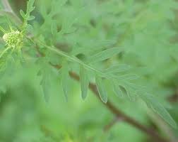 Attēlu rezultāti vaicājumam “Ambrosia artemisiifolia leaf”