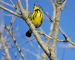 Image result for Dendroica magnolia