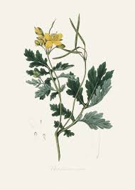 Image result for Chelidonium majus