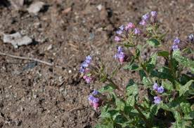 Attēlu rezultāti vaicājumam “Pulmonaria saccharata”