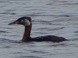 Attēlu rezultāti vaicājumam “Podiceps grisegena”