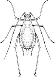 Attēlu rezultāti vaicājumam “Acyrthosiphon”