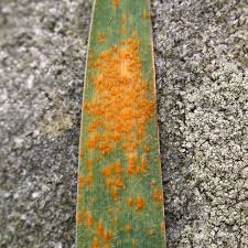 Attēlu rezultāti vaicājumam “Puccinia coronata”