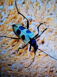 Attēlu rezultāti vaicājumam “Pachyta quadrimaculata”