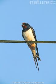 Attēlu rezultāti vaicājumam “Hirundo rustica adult”