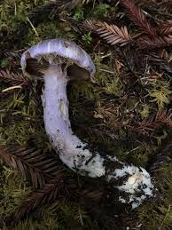 Attēlu rezultāti vaicājumam “Cortinarius traganus”