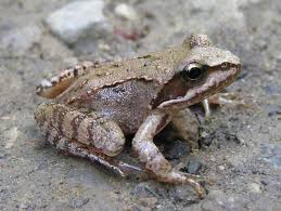 Attēlu rezultāti vaicājumam “Rana temporaria”