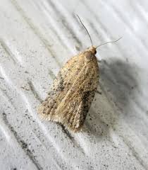 Attēlu rezultāti vaicājumam “Acleris bergmanniana”