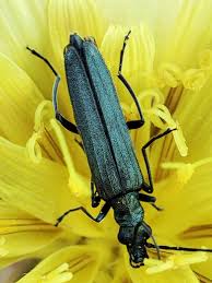 Attēlu rezultāti vaicājumam “Oedemera sp.”