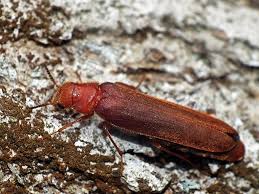 Attēlu rezultāti vaicājumam “Hylecoetus dermestoides”