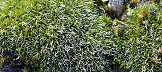 Attēlu rezultāti vaicājumam “Grimmia pulvinata sporophyte”