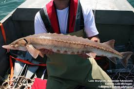 Image result for Acipenser fulvescens