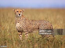 Afbeeldingsresultaat voor cheeta