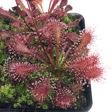 Attēlu rezultāti vaicājumam “Drosera intermedia”