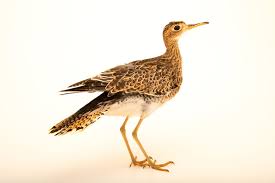 Image result for Bartramia longicauda