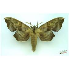 Attēlu rezultāti vaicājumam “Laothoe amurensis”