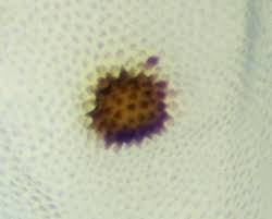 Attēlu rezultāti vaicājumam “Agriphila selasella”