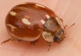 Attēlu rezultāti vaicājumam “Myzia oblongoguttata”