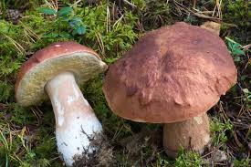 Attēlu rezultāti vaicājumam “Boletus pinophilus”