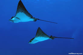 Image result for Aetobatus ocellatus