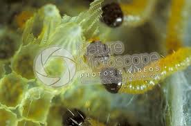 Attēlu rezultāti vaicājumam “Pieris brassicae larva”