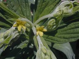 Attēlu rezultāti vaicājumam “Lithospermum officinale flower”