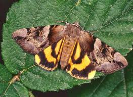 Attēlu rezultāti vaicājumam “Catocala fulminea”