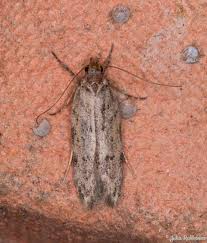 Attēlu rezultāti vaicājumam “Gelechia jakovlevi”