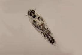 Attēlu rezultāti vaicājumam “Licea chelonoides spores”