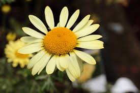 Attēlu rezultāti vaicājumam “Anthemis tinctoria flower”