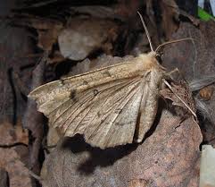 Attēlu rezultāti vaicājumam “Odontopera bidentata”