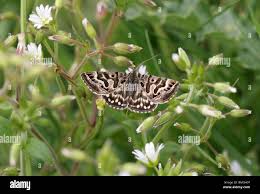 Attēlu rezultāti vaicājumam “Callistege mi”