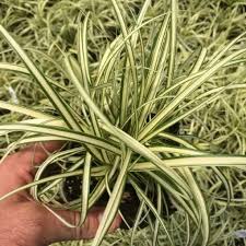 Attēlu rezultāti vaicājumam “Carex loliacea leaf”