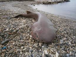 Image result for Hexanchus griseus