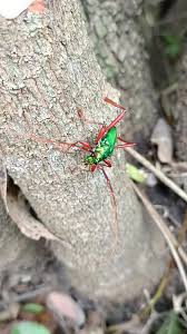Attēlu rezultāti vaicājumam “Phosphaenus hemipterus male”