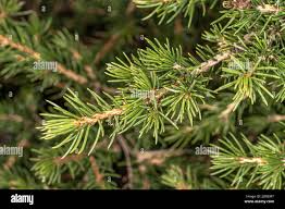 Attēlu rezultāti vaicājumam “Picea abies fo. virgata leaf”