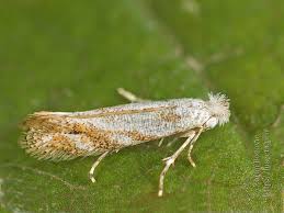 Attēlu rezultāti vaicājumam “Bucculatrix rhamniella”