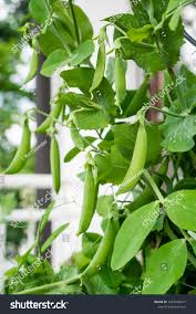 Attēlu rezultāti vaicājumam “Pisum sativum leaf”