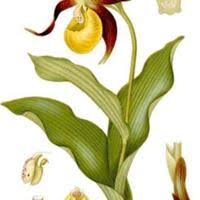 Attēlu rezultāti vaicājumam “Cypripedium calceolus leaf”