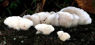 Attēlu rezultāti vaicājumam “Postia fragilis”