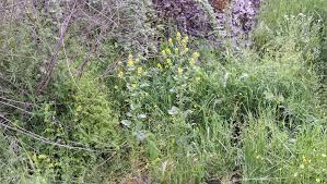 Attēlu rezultāti vaicājumam “Barbarea vulgaris subsp. arcuata fruit”