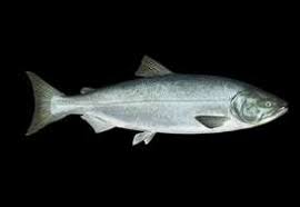 Image result for Oncorhynchus keta
