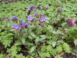 Image result for Pulmonaria officinalis