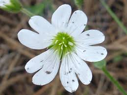Attēlu rezultāti vaicājumam “Cerastium arvense flower”