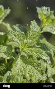 Attēlu rezultāti vaicājumam “Mentha x piperita leaf”