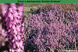 Attēlu rezultāti vaicājumam “Erica x darleyensis flower”