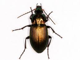 Attēlu rezultāti vaicājumam “Poecilus cupreus”