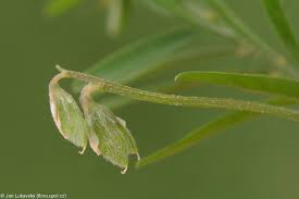 Attēlu rezultāti vaicājumam “Vicia hirsuta leaf”